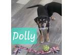Adopt Dolly a Rottweiler, Schnauzer