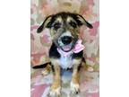 Adopt Loretta Lynn a Rottweiler, Schnauzer