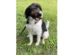 Adopt Layla a Coonhound, Standard Poodle