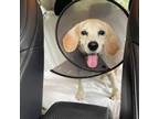Adopt Betty a Beagle