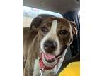 Adopt Marina a Pit Bull Terrier