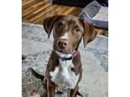 Adopt Nilly aka Maisie - Tillys 5 pups a Hound, Pit Bull Terrier