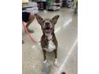 Adopt Penny a Pit Bull Terrier
