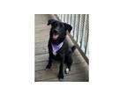 Adopt Oakley a Labrador Retriever