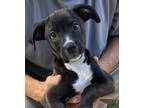 Adopt Lisa - sister of Mikey a Labrador Retriever