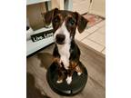 Adopt Pippa a Rat Terrier, Mixed Breed
