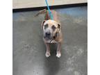 Adopt Momma a Mixed Breed