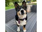 Adopt Raspberry a Corgi, Mixed Breed