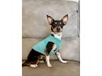 Adopt Bug a Rat Terrier