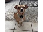 Adopt Stella Rae a Mixed Breed
