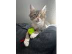 Adopt Narcissa a Maine Coon