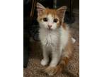 Adopt Cashew a Maine Coon