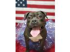 Adopt Maya a Pit Bull Terrier