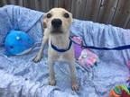 Adopt Elm a Mixed Breed