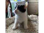 Adopt Presta 9156 a Domestic Short Hair