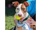 Adopt Riley a Pit Bull Terrier, Mixed Breed
