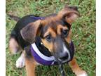 Adopt Laura a Shepherd, Mixed Breed
