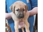 Adopt Buster a Pit Bull Terrier, Mixed Breed