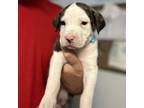 Adopt May Belle a Pit Bull Terrier, Mixed Breed