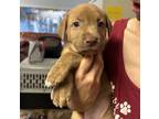 Adopt Norma a Pit Bull Terrier, Mixed Breed