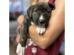 Adopt Oscar De La Renta a Pit Bull Terrier, Mixed Breed