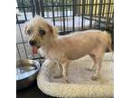 Adopt Serenity a Poodle