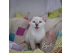 Adopt Lea a Siamese