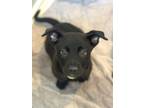 Adopt Merry a Retriever, Mixed Breed