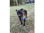 Adopt Evie a Pit Bull Terrier, Mixed Breed