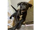 Adopt Octavia a Retriever, Mixed Breed