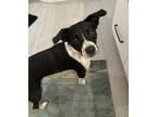 Adopt Paisley a Border Collie