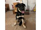 Adopt Alias a Shepherd