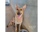 Adopt Cammie a German Shepherd Dog