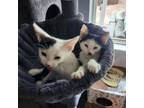 Adopt Eloise - Playful & Quiet! Good with Cats & Kids! a Domestic Short Hair