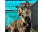 Adopt Whiskey a Domestic Short Hair