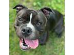 Adopt Swervathin L Gooding Splat a Mixed Breed