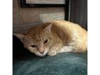 Adopt Playstation a Domestic Short Hair