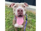 Adopt Periwinkle a Pit Bull Terrier