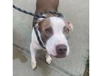 Adopt Cherry Pie a Pit Bull Terrier