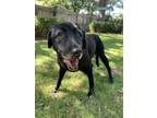 Adopt Maisie a Labrador Retriever