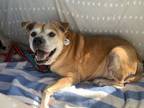 Adopt Daisy a Mixed Breed