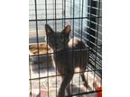 Adopt Chandelier - Adoptable a Domestic Short Hair