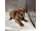 Adopt Cricket a Hound