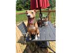 Adopt Sega a Pit Bull Terrier, Staffordshire Bull Terrier