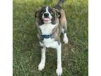 Adopt Skittles a Mixed Breed