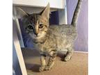 Adopt Xion a Domestic Short Hair