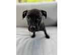 Adopt July a Pit Bull Terrier, Mixed Breed