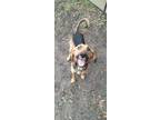 Adopt Gypsy a Hound