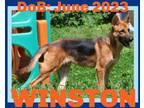 Dog for adoption - WINSTON, a German Shepherd Dog