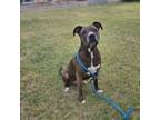 Adopt Janessa a Pit Bull Terrier